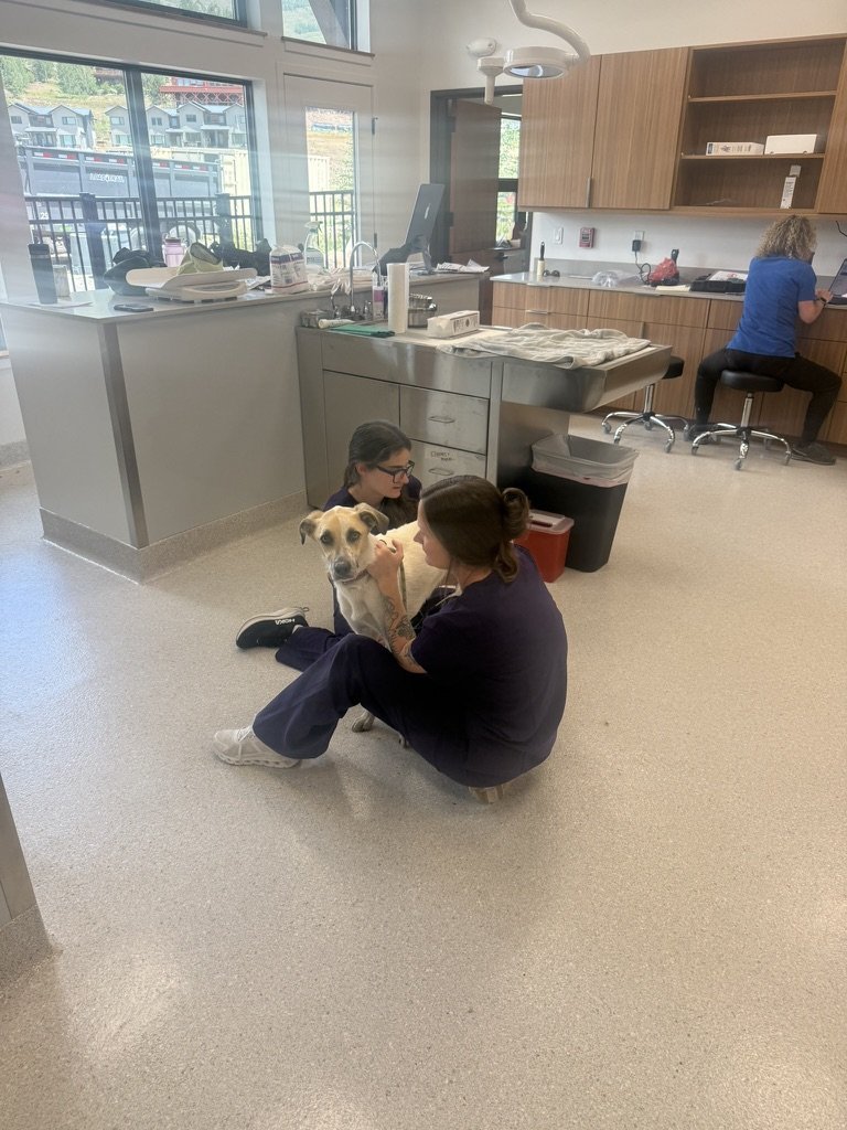 Two Cement Creek team members sitting on the treatment room floor with a dog, keeping the visit calm and low-stress