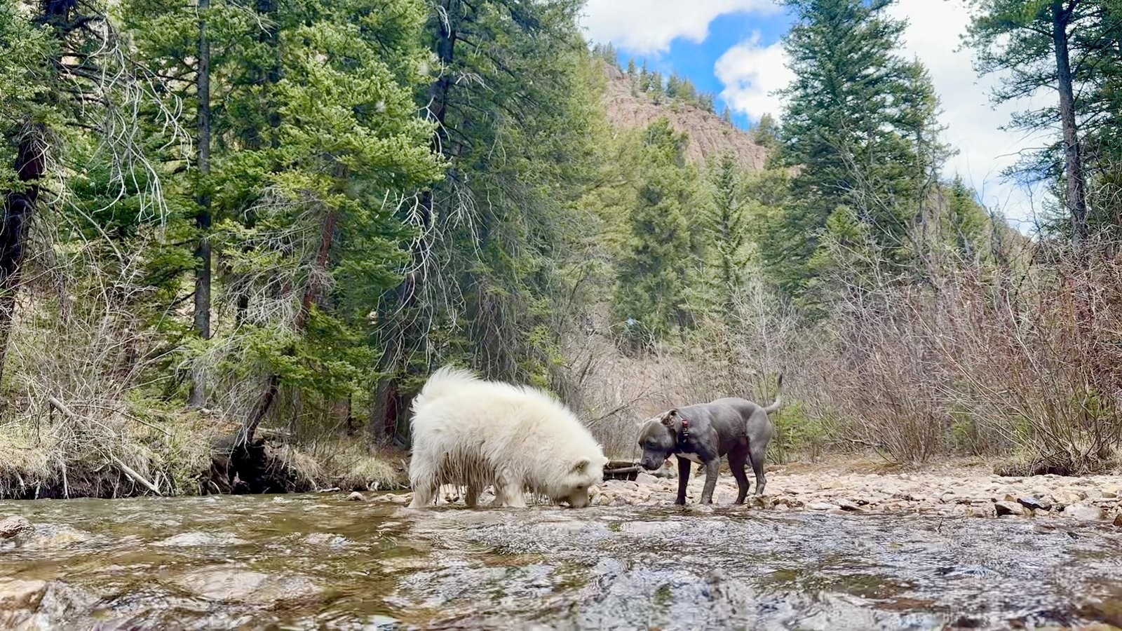 Dogs by the creek in the Gunnison Valley