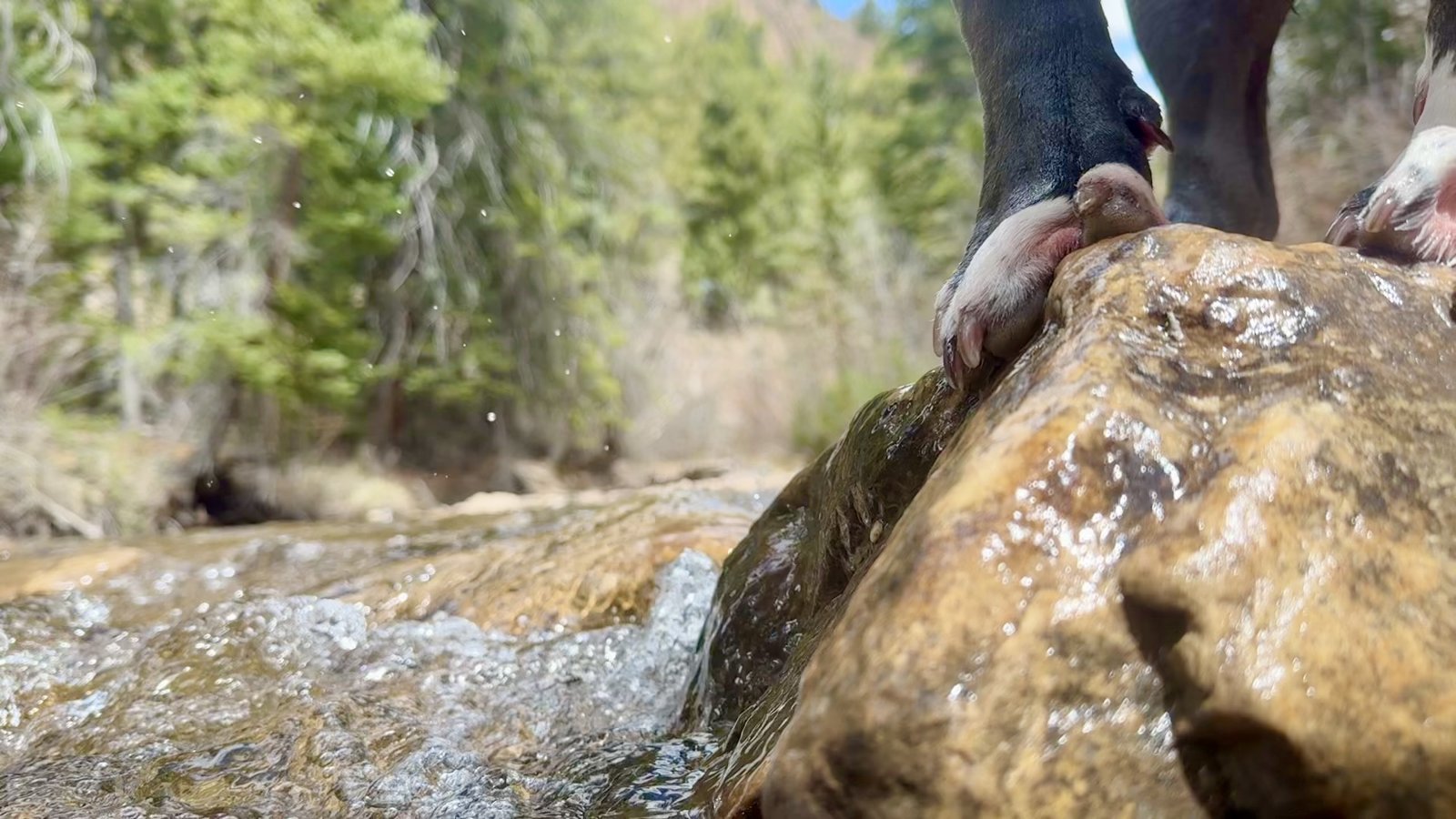 A pup cooling off on the rocks at Cement Creek