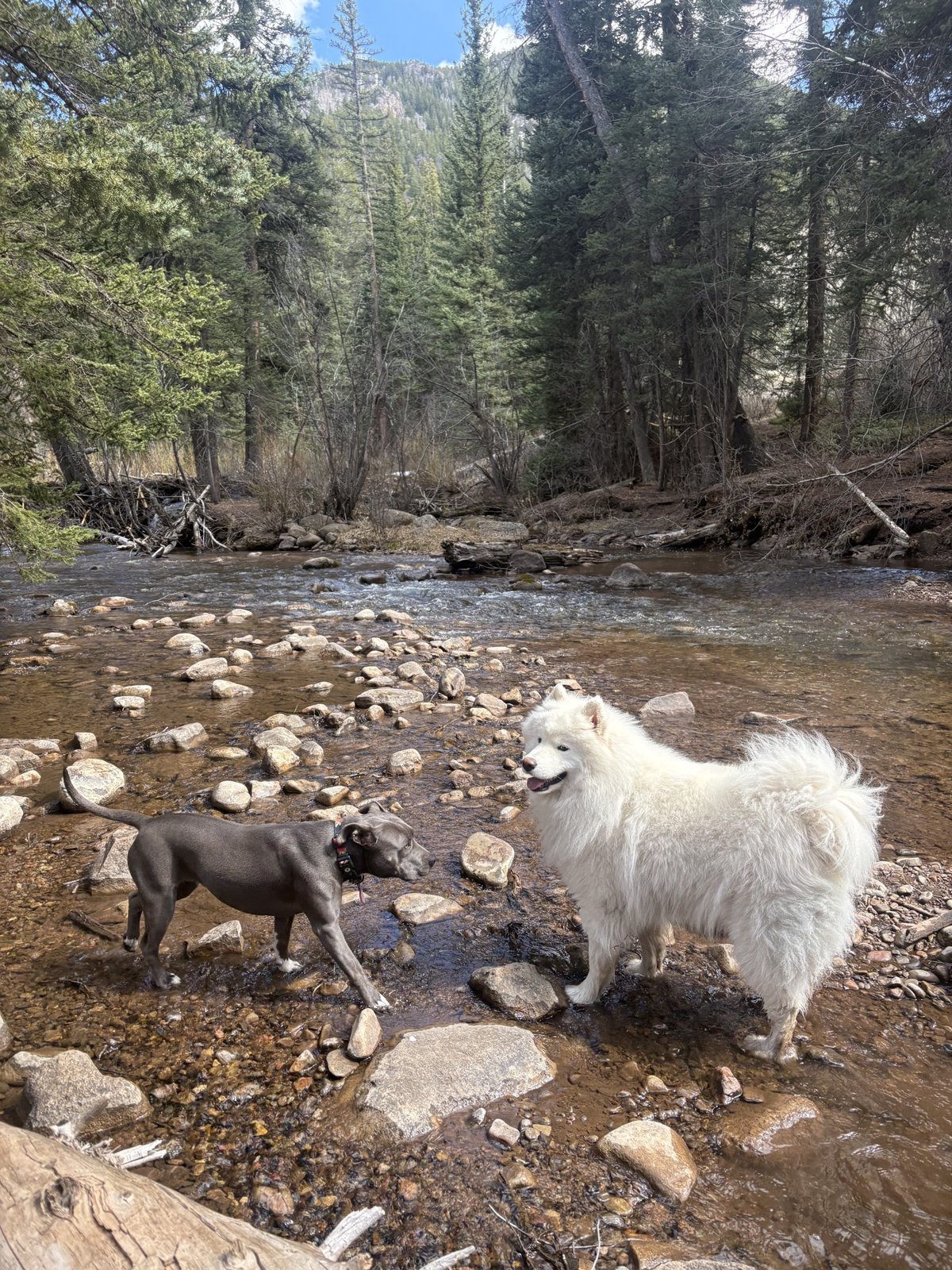 Two dogs exploring along Cement Creek