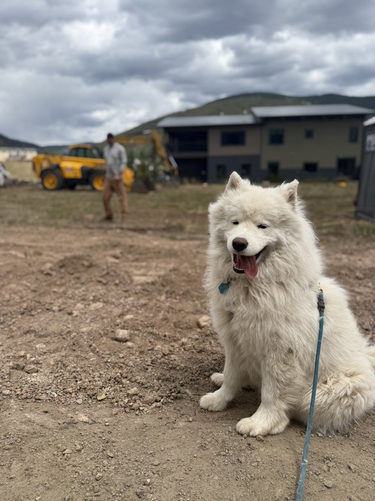 A white Samoyed sitting at the construction site