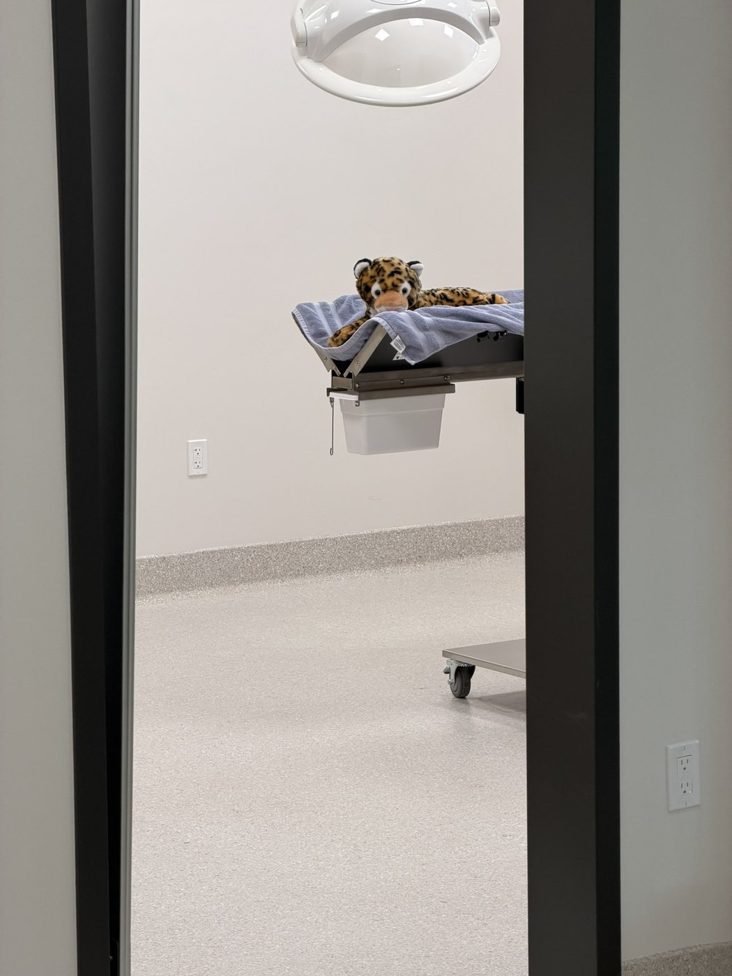A stuffed leopard toy set up on an exam table beneath the overhead light