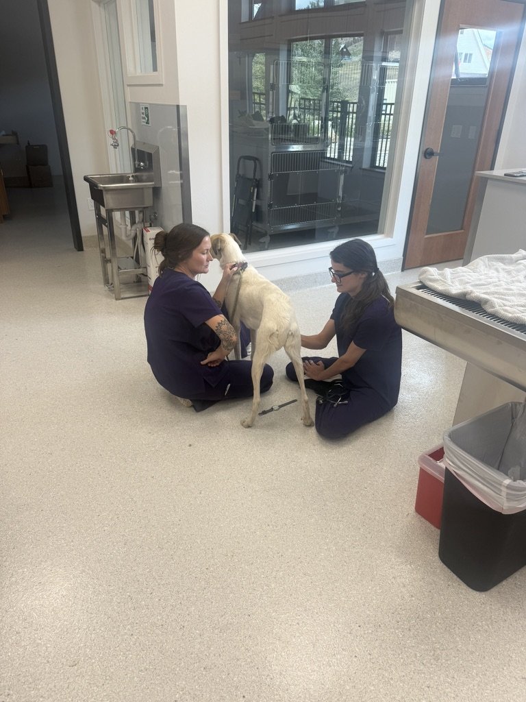 Two of the team sitting on the treatment room floor with a dog between them