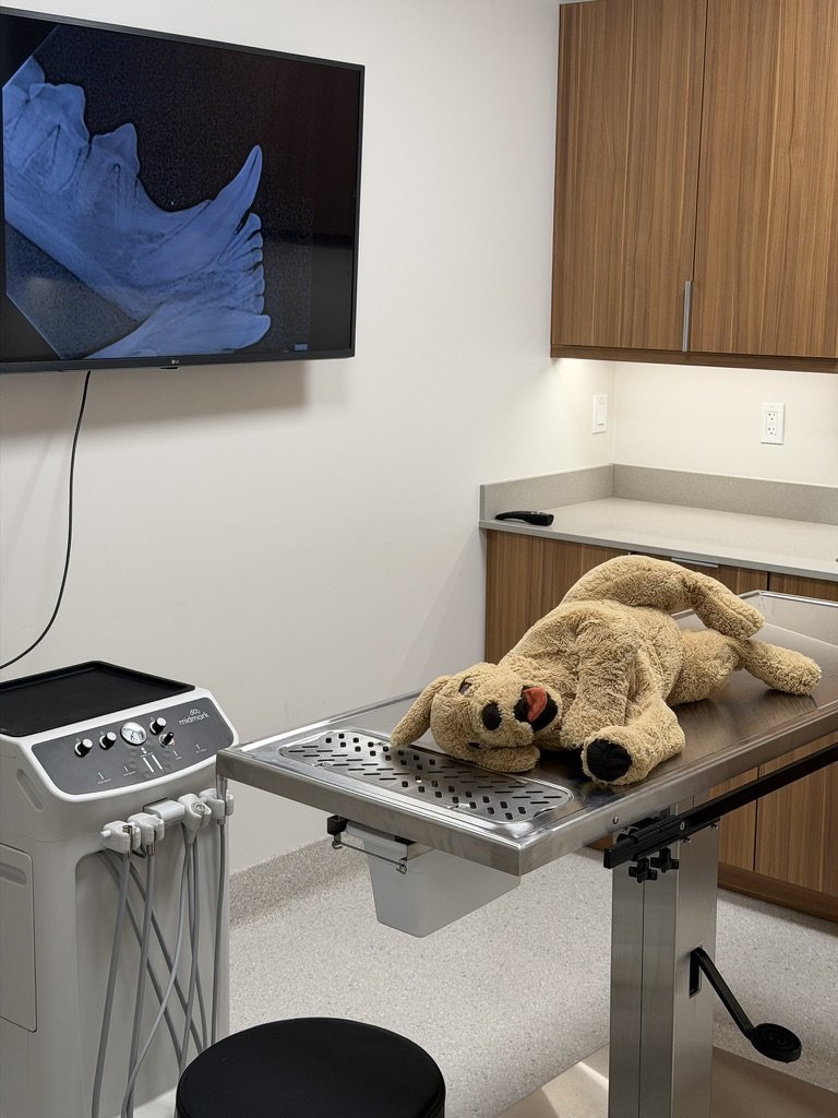 An x-ray on the wall-mounted screen beside a stuffed dog, set up as a demo