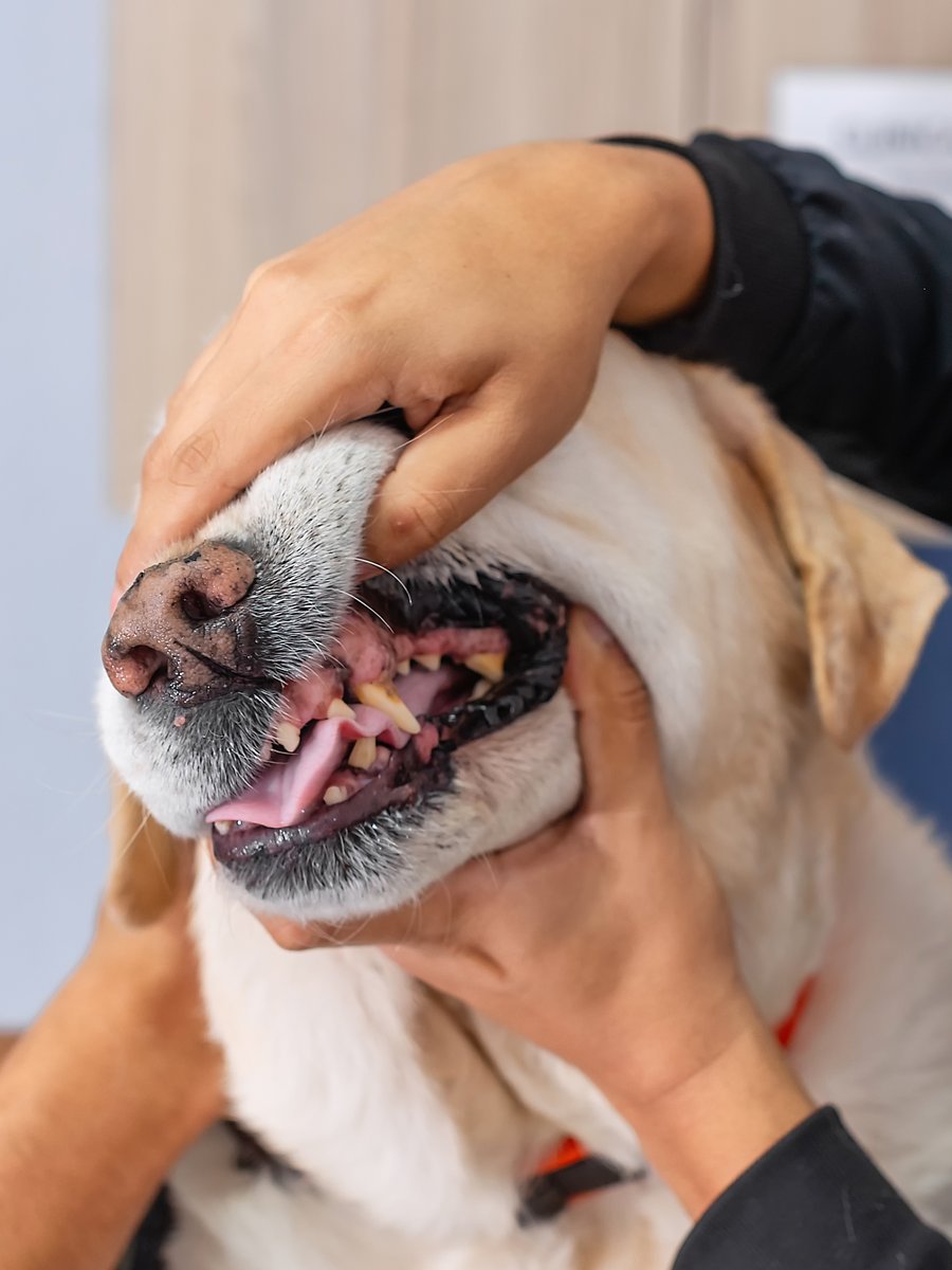 A happy golden retriever showing off a bright, healthy smile