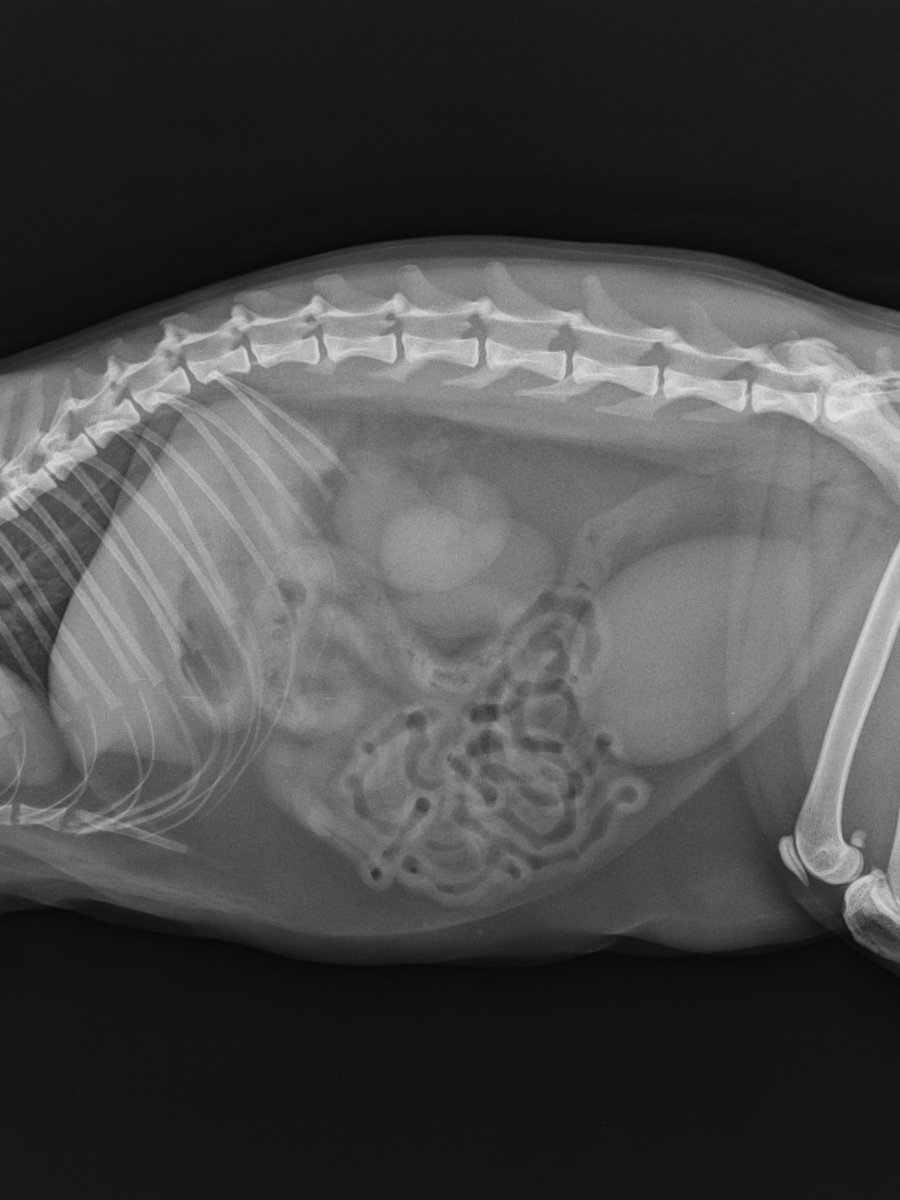 Ultrasound scan printouts from a modern diagnostic machine