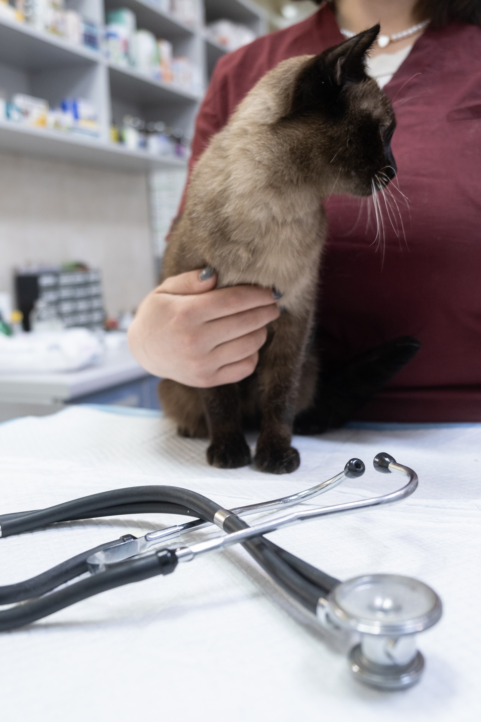 A Siamese cat being gently held during a wellness exam