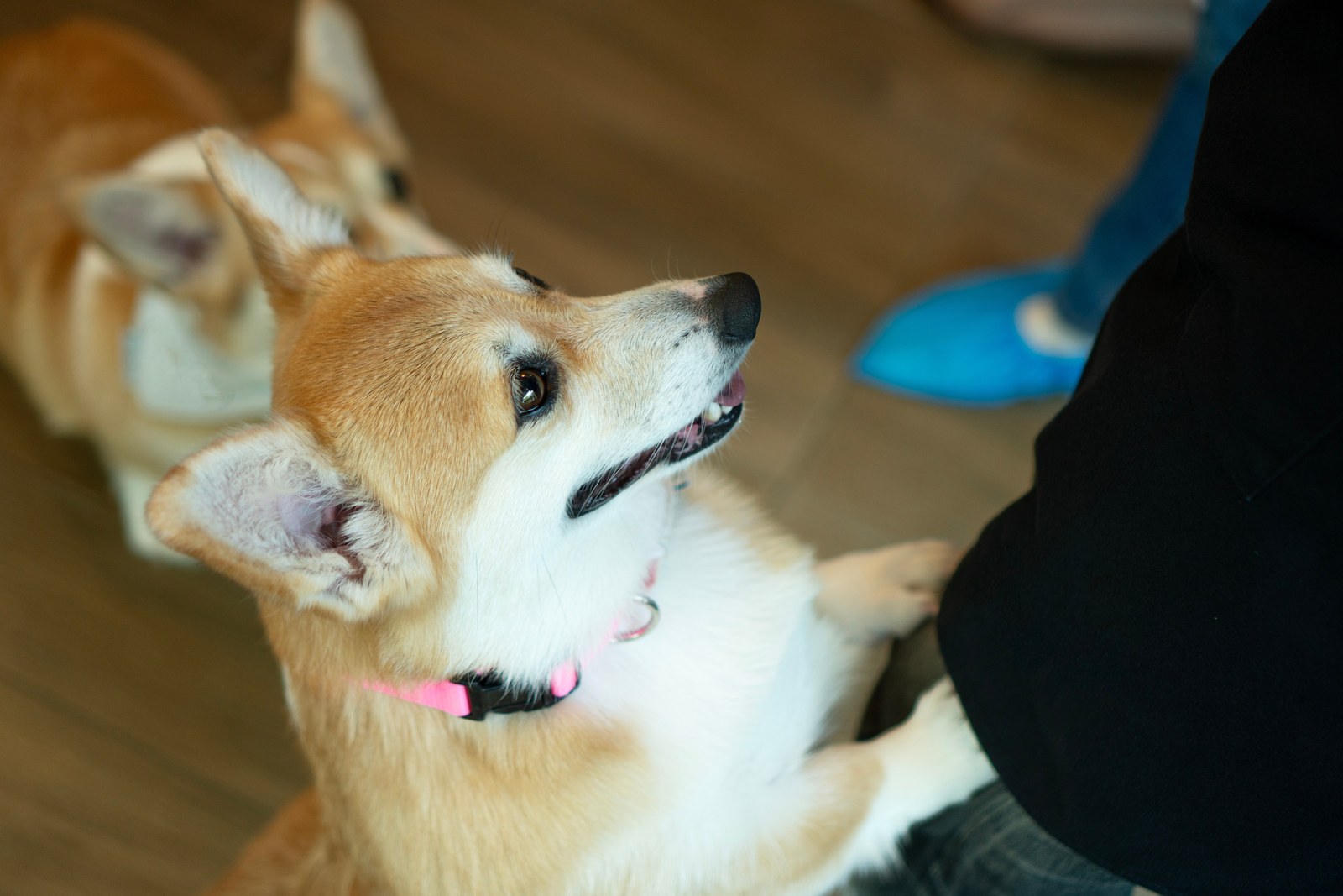 A corgi looking up affectionately at its owner