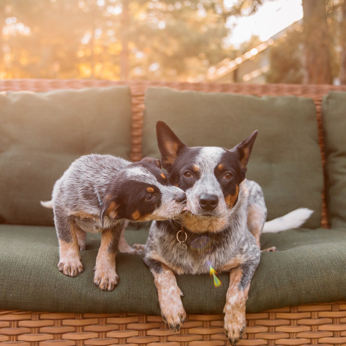 An Australian cattle dog puppy beside its adult companion outdoors