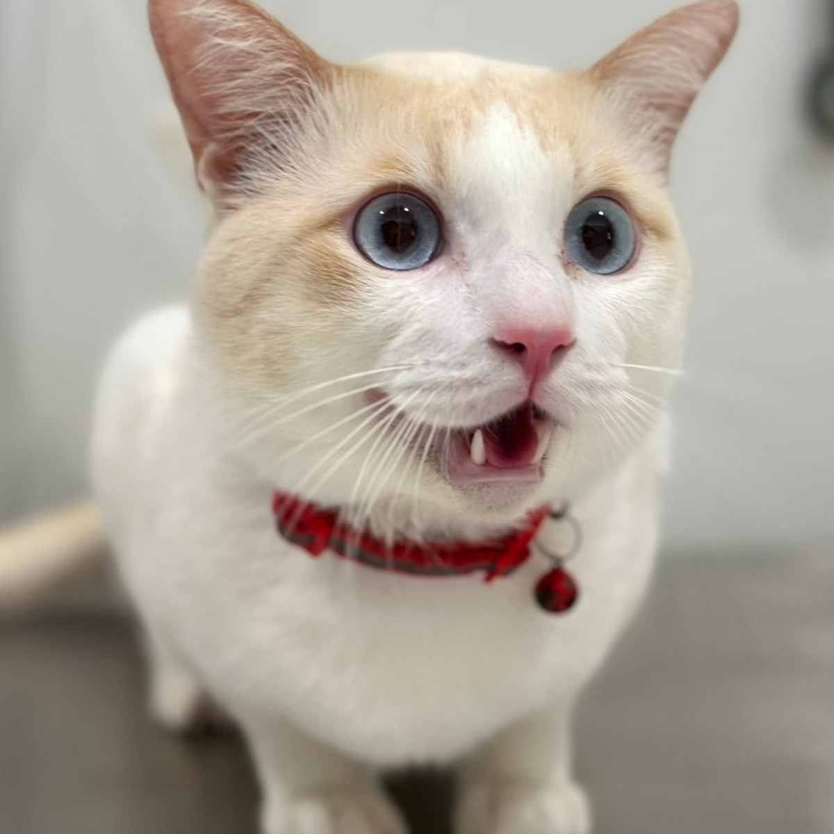 A white cat meowing with its mouth open