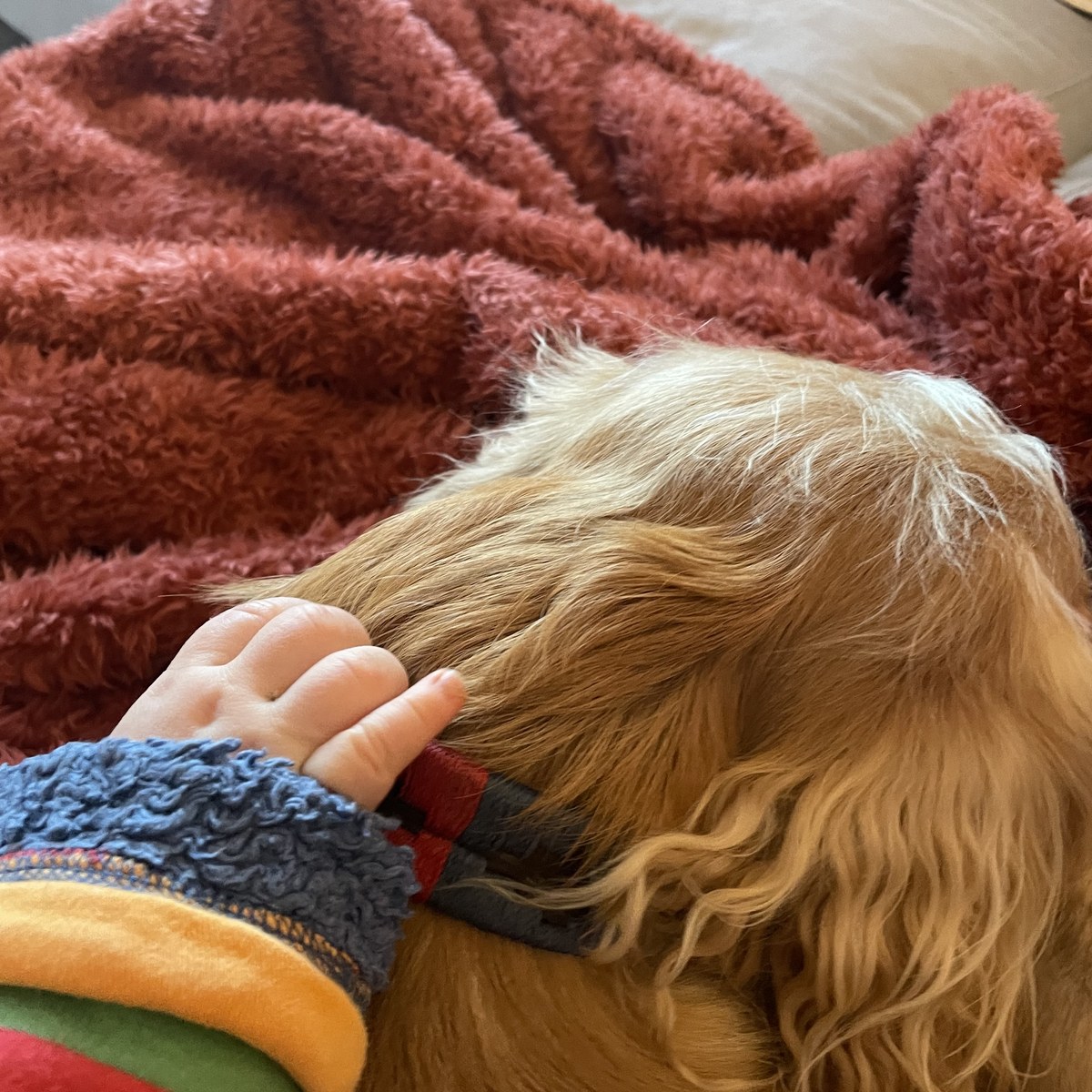 A baby's small hand gently holding onto a dog's collar