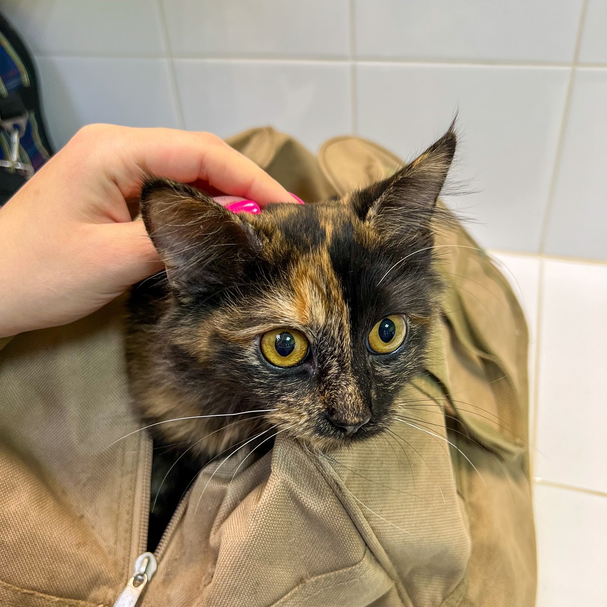 A tortoiseshell cat resting calmly inside a transport bag