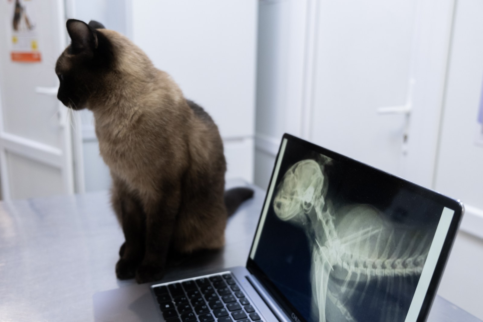 A Siamese cat on an exam table beside a laptop displaying its X-ray at Cement Creek.