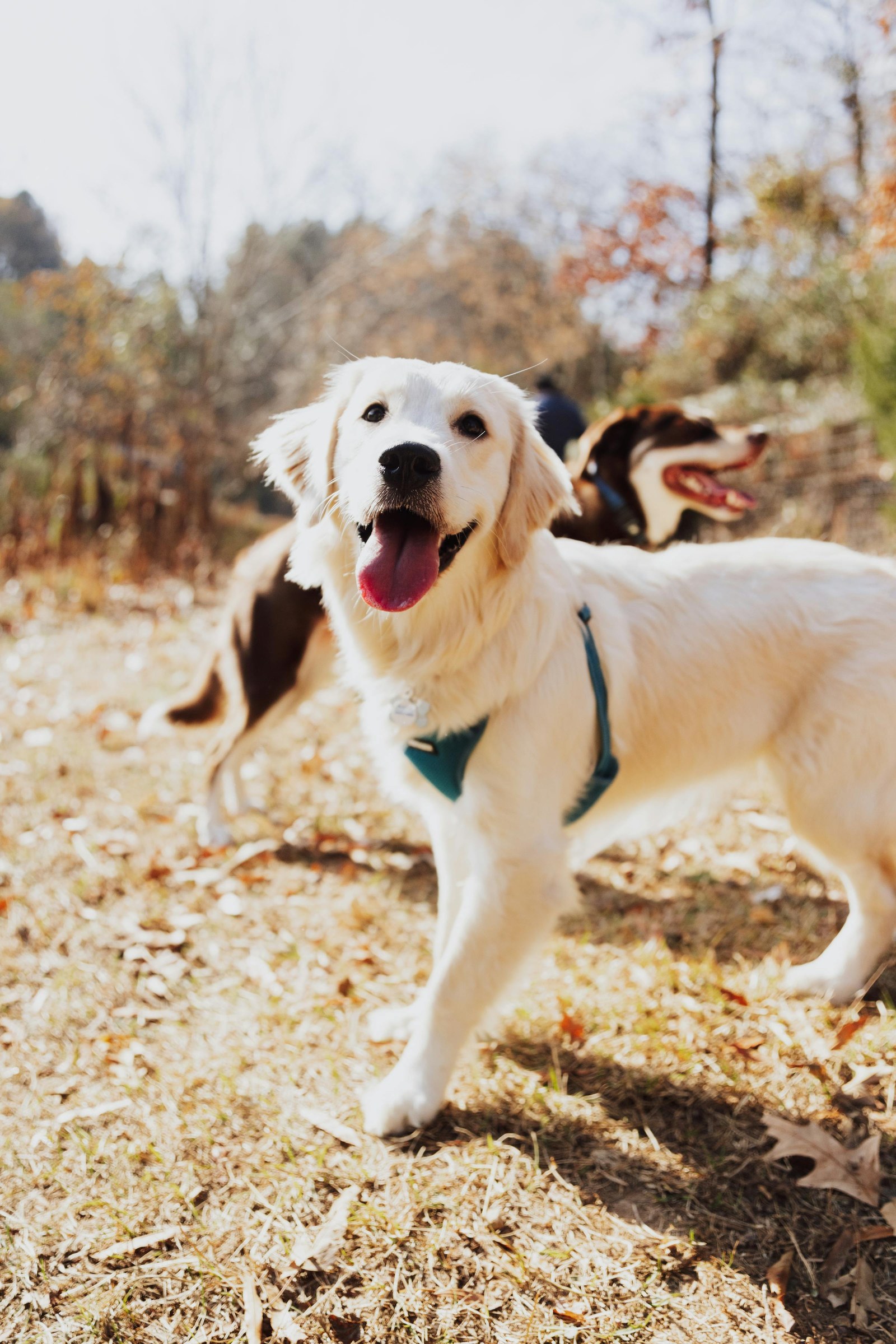 A happy golden retriever playing outside in the sun