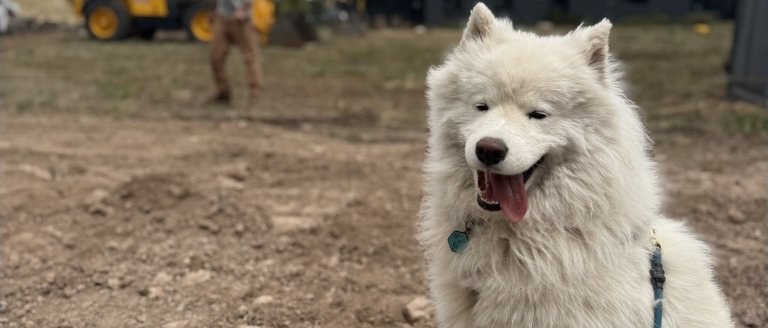 A happy Samoyed at the new Cement Creek Veterinary Hospital